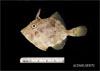 Juvenile Stephanolepis hispidus - planehead filefish, SEAMAP collections